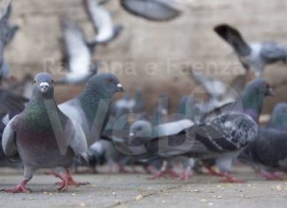 Enpa Ravenna: cattura dei colombi torraioli