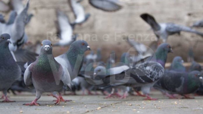 allontanamento-volatili-caserta