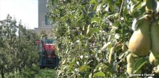 Agroalimentare. Nuova legge regionale: si punta a semplificare e snellire le procedure burocratiche | VIDEO