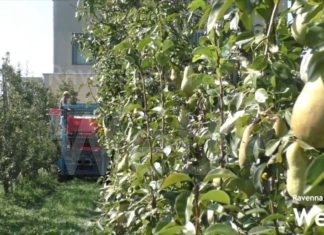 Agroalimentare. Nuova legge regionale: si punta a semplificare e snellire le procedure burocratiche | VIDEO