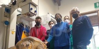 CESTHA: si avvicina la fine del 2021 con il salvataggio della centesima tartaruga marina