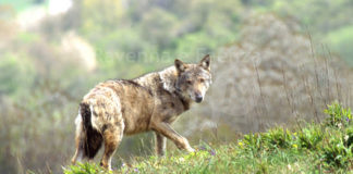 Interrogazione in Regione. Gibertoni (Misto): “Tutelare il lupo, serve chiarezza su affermazioni ministro Cingolani”