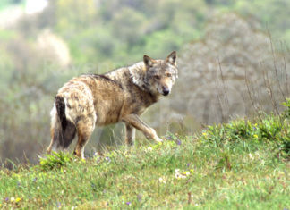 Interrogazione in Regione. Gibertoni (Misto): “Tutelare il lupo, serve chiarezza su affermazioni ministro Cingolani”