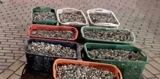 Polizia sanziona 20enne sorpreso con 220 kg di vongole