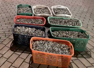 Polizia sanziona 20enne sorpreso con 220 kg di vongole