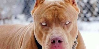 Fruges: Pitbull sfugge ai proprietari, sbrana due cani poi viene abbattuto da un poliziotto