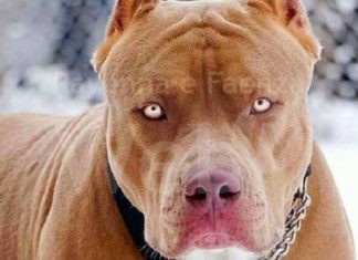 Fruges: Pitbull sfugge ai proprietari, sbrana due cani poi viene abbattuto da un poliziotto