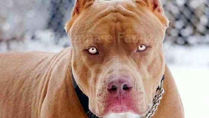 aggressione-molosso-1280x720