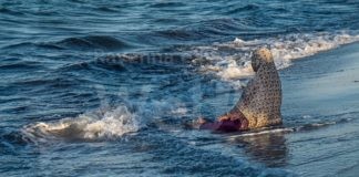 La mostra “Per puro splendore” arriva a Riolo Terme