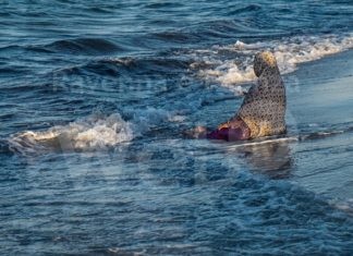 La mostra “Per puro splendore” arriva a Riolo Terme