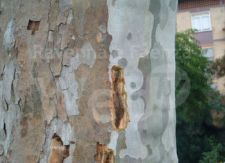 Rinnovo alberature su tredici piante non più stabili. Saranno sostituite in questa stessa stagione