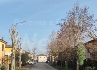 Conselice, al via la potatura degli alberi nelle strade cittadine
