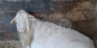 Il padrone è in ospedale. L’Enpa si attiva per salvare un caprone e piccioni viaggiatori e porcellini d’india