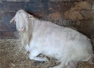 Il padrone è in ospedale. L’Enpa si attiva per salvare un caprone e piccioni viaggiatori e porcellini d’india