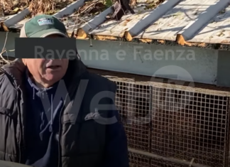 San Marco: lavora in allevamento di visoni senza mascherina. La denuncia di Essere Animali | VIDEO