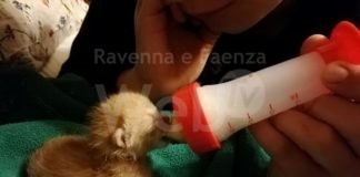 Ritorna il corso per formare balie feline a Lugo