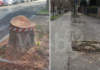 Ancisi (LpRa): Platani decimati nei viali della Stazione. Siano almeno ripiantati