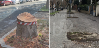 Ancisi (LpRa): Platani decimati nei viali della Stazione. Siano almeno ripiantati