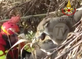Cane precipita lungo la riva del fiume e rimane intrappolato. Salvato dai Vigili del Fuoco