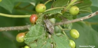 Torna l’allarme per la cimice asiatica