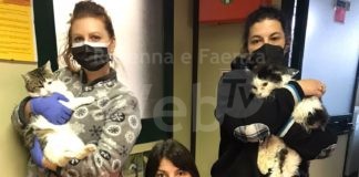 Bilancio attività dei volontari Enpa in tutto il territorio