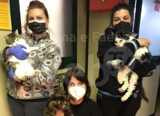 Bilancio attività dei volontari Enpa in tutto il territorio