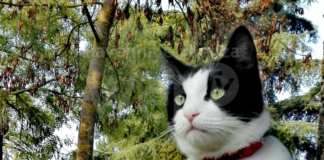 Gatto sbranato da due cani: la Polizia Locale denuncia la proprietaria per uccisione di animale