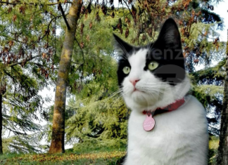 Gatto sbranato da due cani: la Polizia Locale denuncia la proprietaria per uccisione di animale