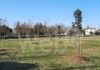 Lugo: Nuove piantumazioni di alberi per una città più verde