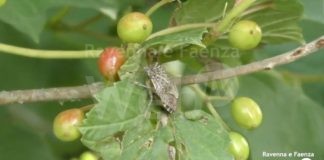 Lotta alla cimice asiatica: risultati positivi anche in provincia di Ravenna | VIDEO