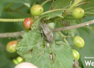 Lotta alla cimice asiatica: risultati positivi anche in provincia di Ravenna | VIDEO