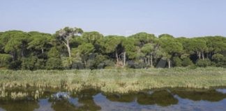 Lega, Cervia: ordine del giorno in consiglio per la messa in sicurezza la pineta di Milano Marittima