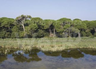 Riqualificazione della pineta Miserocchi, intervento al via nei prossimi giorni