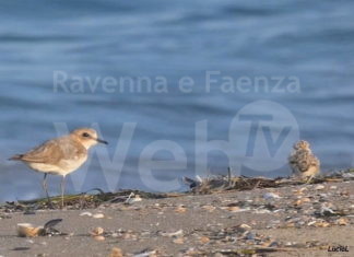 Doppio appuntamento per pulire il litorale: “Puliamo il Lido… prima del nido!”