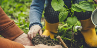Russi: “Un albero per bimbo – Cresciamo insieme”, a disposizione delle famiglie dei nuovi nati