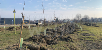 Cotignola: rinasce il «bosco» accanto al casello autostradale