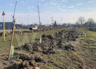 Cotignola: rinasce il «bosco» accanto al casello autostradale
