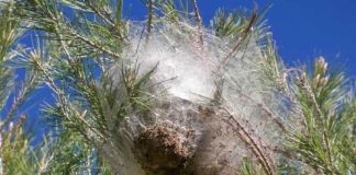 Unione: processionaria del pino, entro febbraio gli interventi contro i nidi