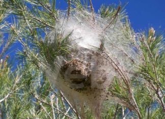 Unione: processionaria del pino, entro febbraio gli interventi contro i nidi