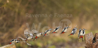 Bagnacavallo: Podere Pantaleone, in aumento la biodiversità