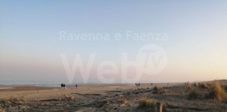 Salviamo il fratino della costa ravennate: incivili a passeggio nelle zone a tutela ambientale a Ravenna