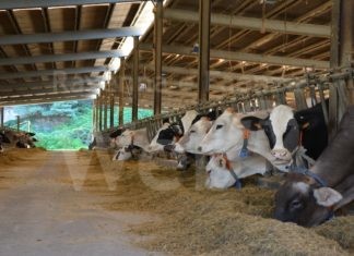 Crisi delle forniture alimentari dall’estero. La guerra taglia 10% le razioni a mucche e maiali.