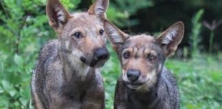 Il contratto: il film sulla storia di due lupi a Monte Adone arriva in Romagna