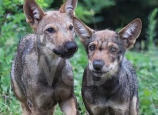 Grande successo a Ravenna del film sui lupi di Monte Adone, sabato si replica al cinema Jolly