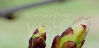 Agricoltura: primavera precoce, allarme per frutteti