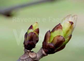 Agricoltura: primavera precoce, allarme per frutteti
