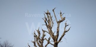 Legambiente sulla gestione del verde: stop al silenzio assenso e più controlli