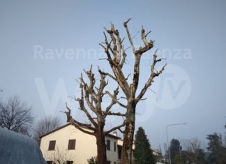 Legambiente sulla gestione del verde: stop al silenzio assenso e più controlli