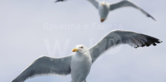 Gabbiani a Cervia, ENPA: Uccisioni illegittime e del tutto inutili. Ok a metodi ecologici e rispetto della legge.