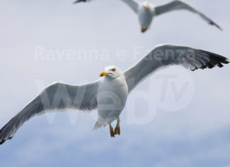Gabbiani a Cervia, ENPA: Uccisioni illegittime e del tutto inutili. Ok a metodi ecologici e rispetto della legge.